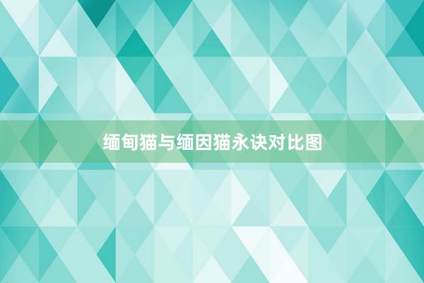 缅甸猫与缅因猫永诀对比图